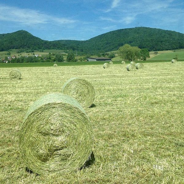 Kleegrasheuballen vom ersten Schnitt