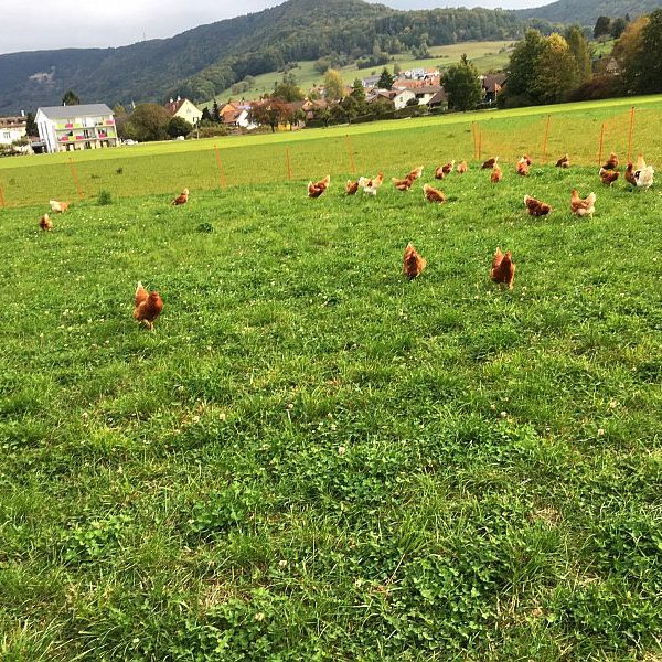 Die Hennen haben reichlich Auslauf auf Kleegrasacker