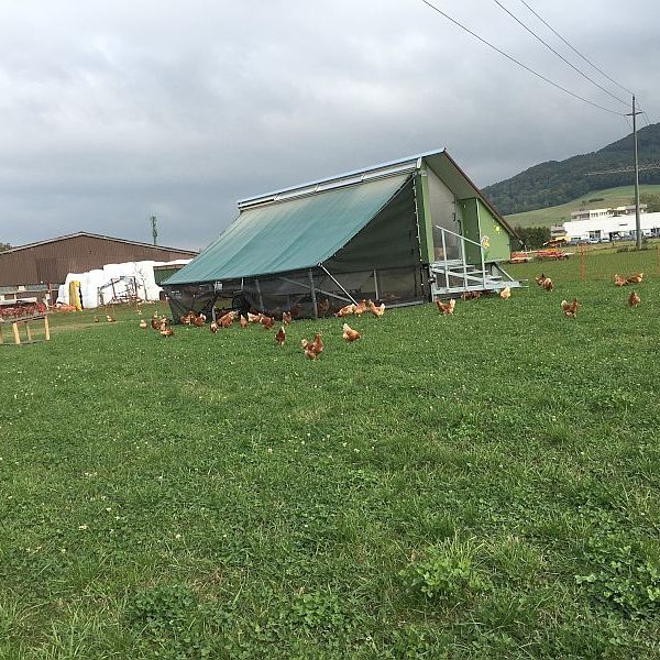 Ein großer überdachter Auslauf schützt vor Regen ...